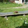 bet you've never seen a scate boarding snail!