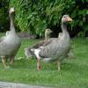geese