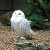 snowy owl