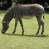 zebra