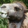camel