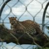 leopard