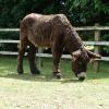 big donkey