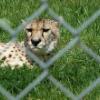 cheetah