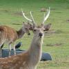 male deer