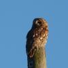 tawny owl