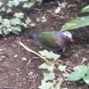 another pretty bird
