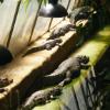 crocodiles
