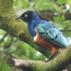 pretty birdie!