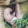 the sloth.we got to stroke it