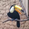 toucan
