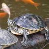 terrapin