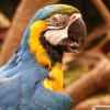 parrot