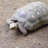 tortoise