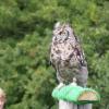 long eared owl