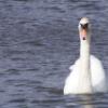 swan