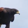 harris hawk