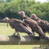vulture