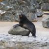 sea lion