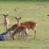 deer