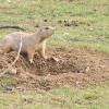 prairie dog