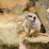 meerkat
