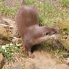 cute otter